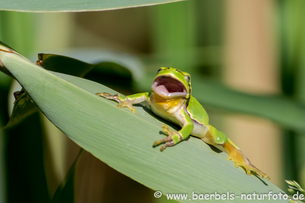 Laubfrosch