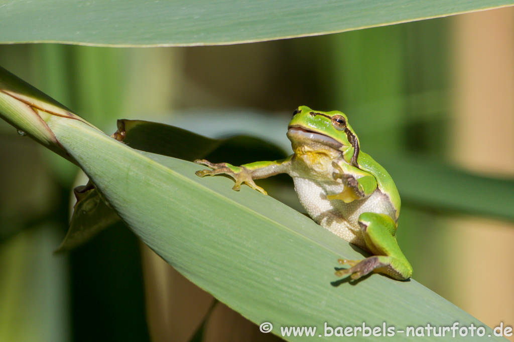 Laubfrosch