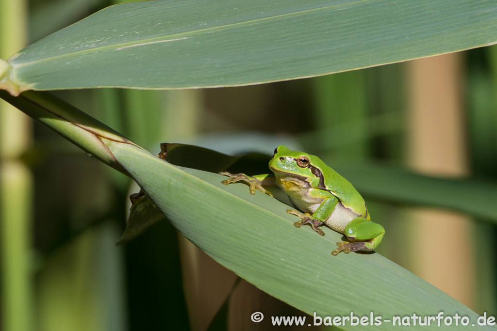 Laubfrosch