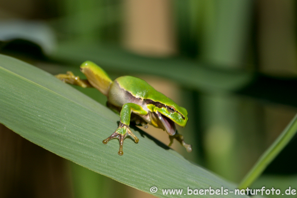 Laubfrosch