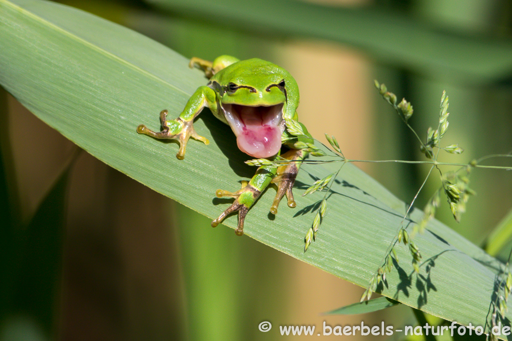 Laubfrosch