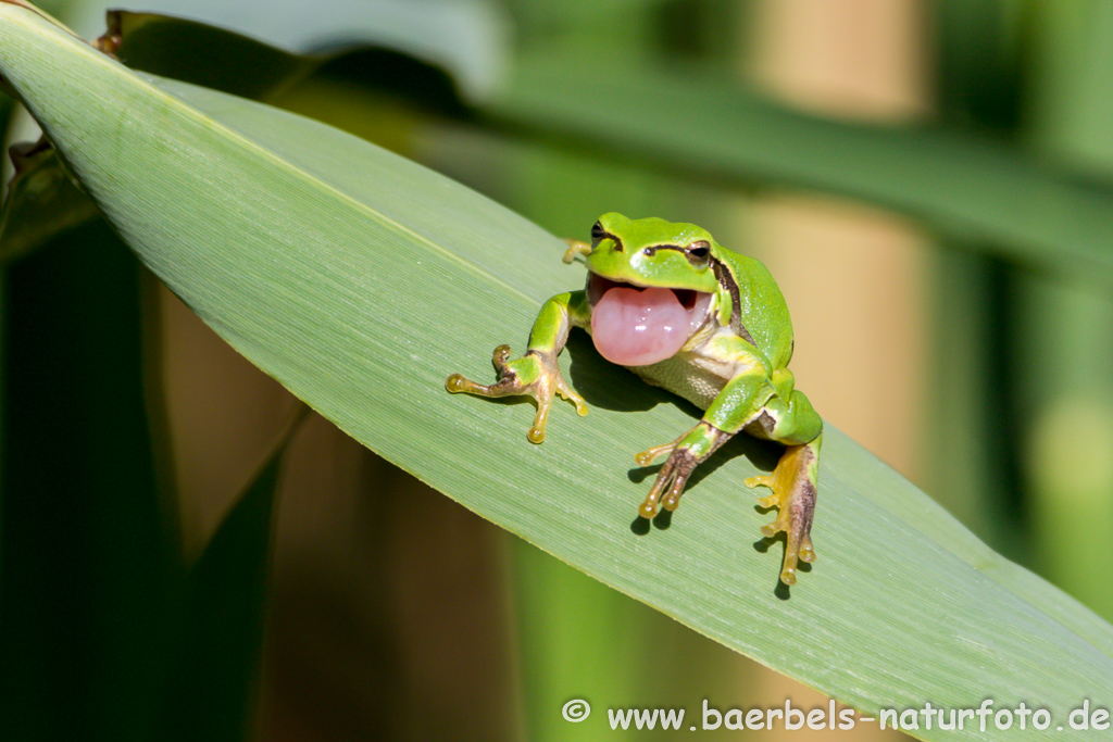 Laubfrosch