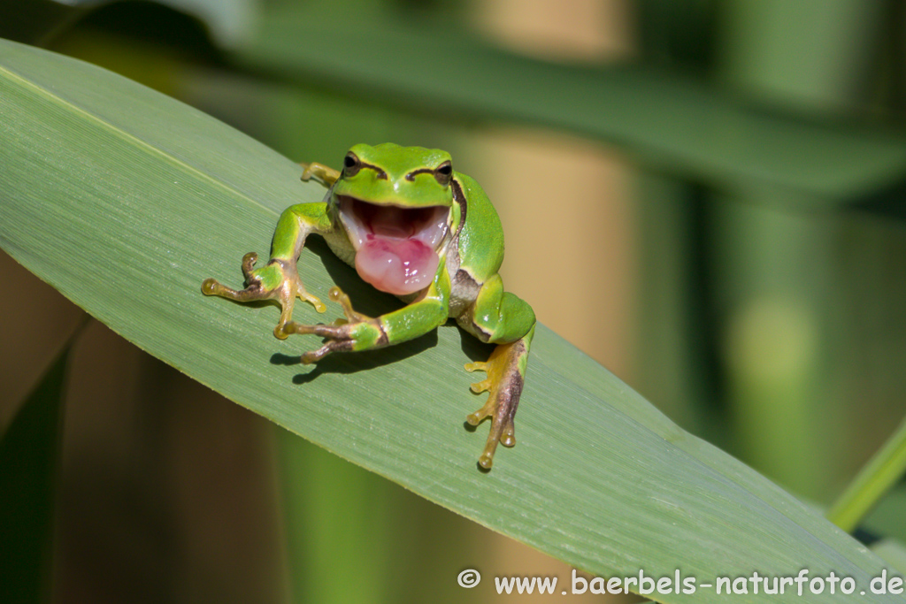 Laubfrosch