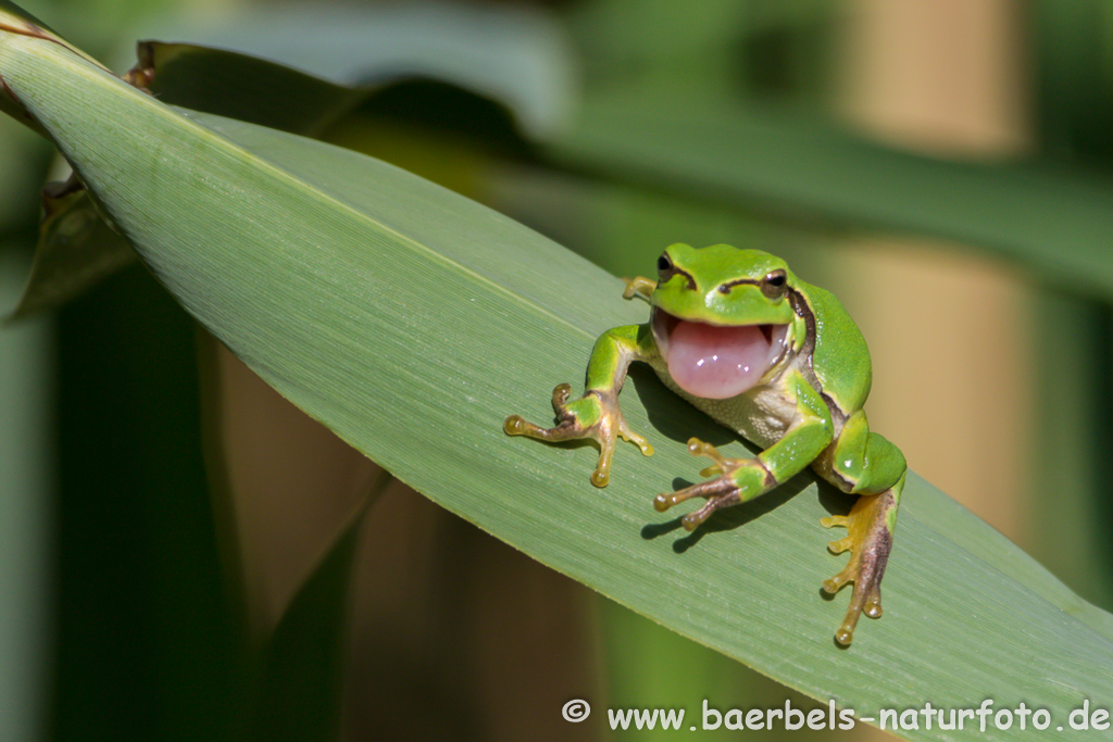 Laubfrosch