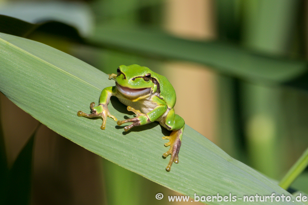 Laubfrosch