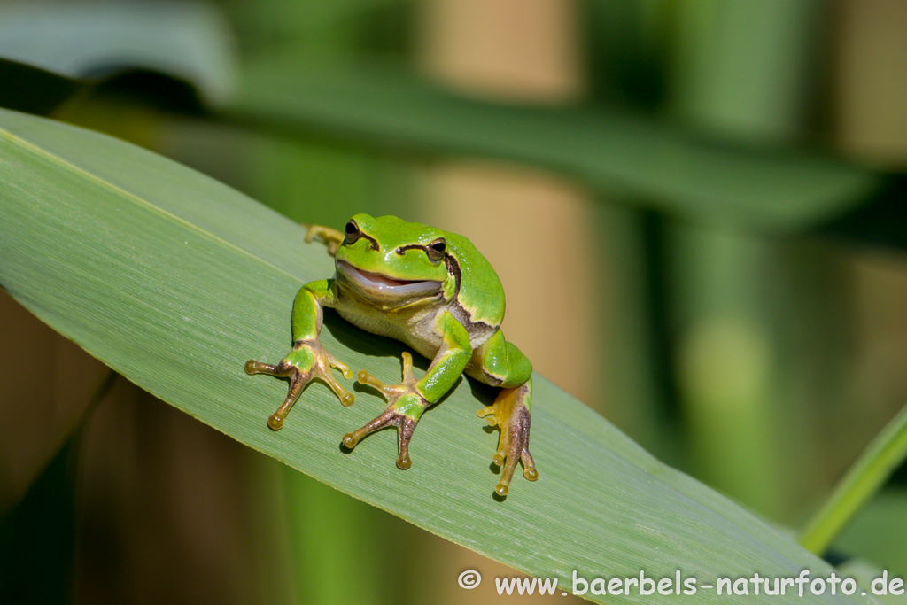 Laubfrosch