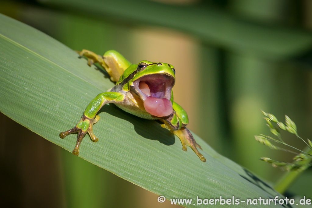 Laubfrosch