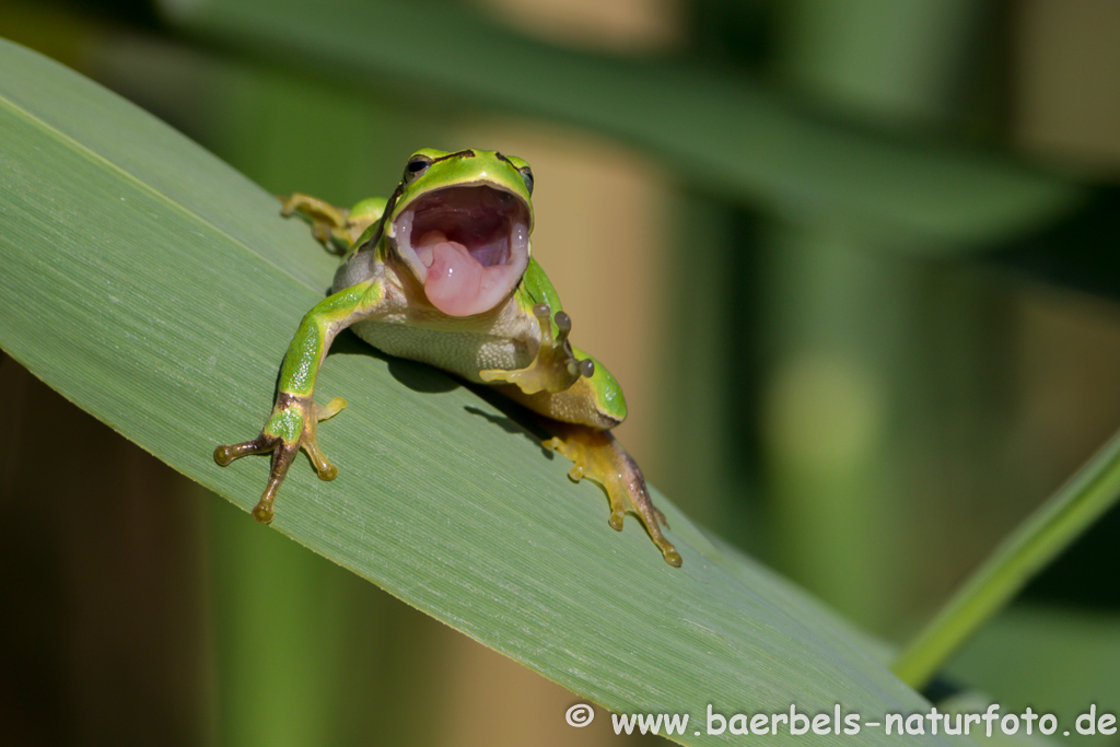 Laubfrosch