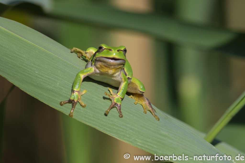 Laubfrosch