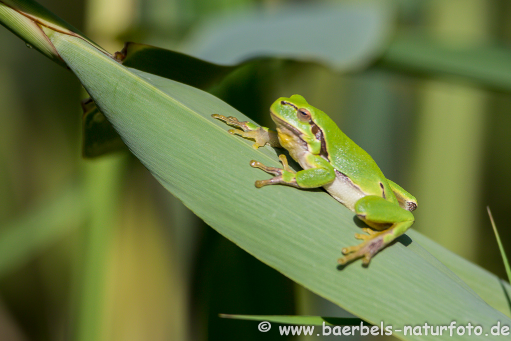 Laubfrosch