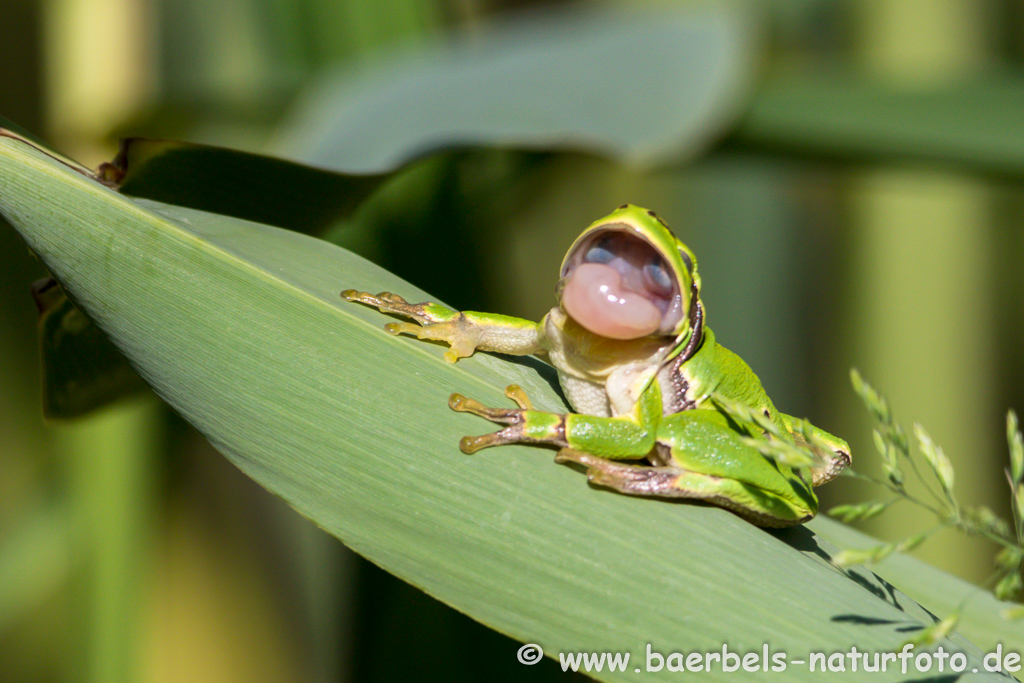 Laubfrosch