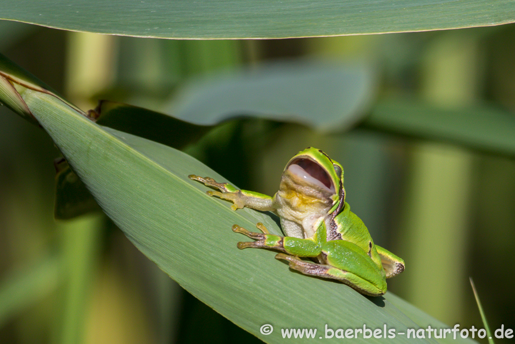 Laubfrosch