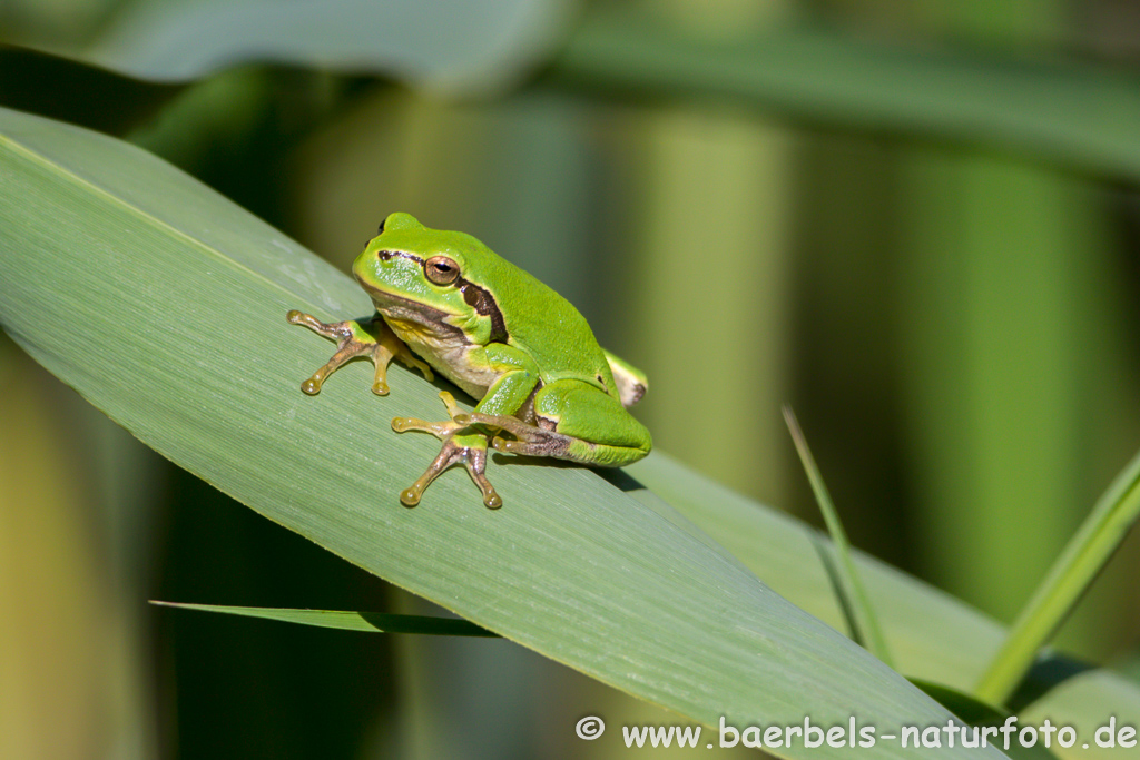 Laubfrosch