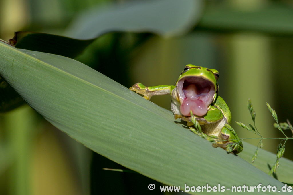 Laubfrosch