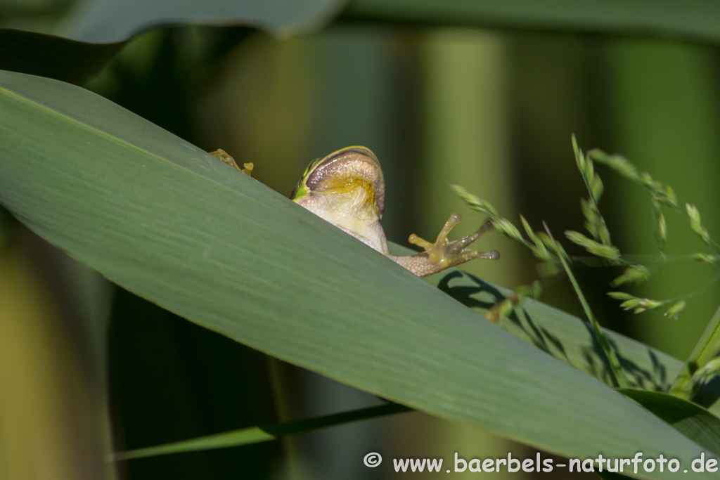 Laubfrosch