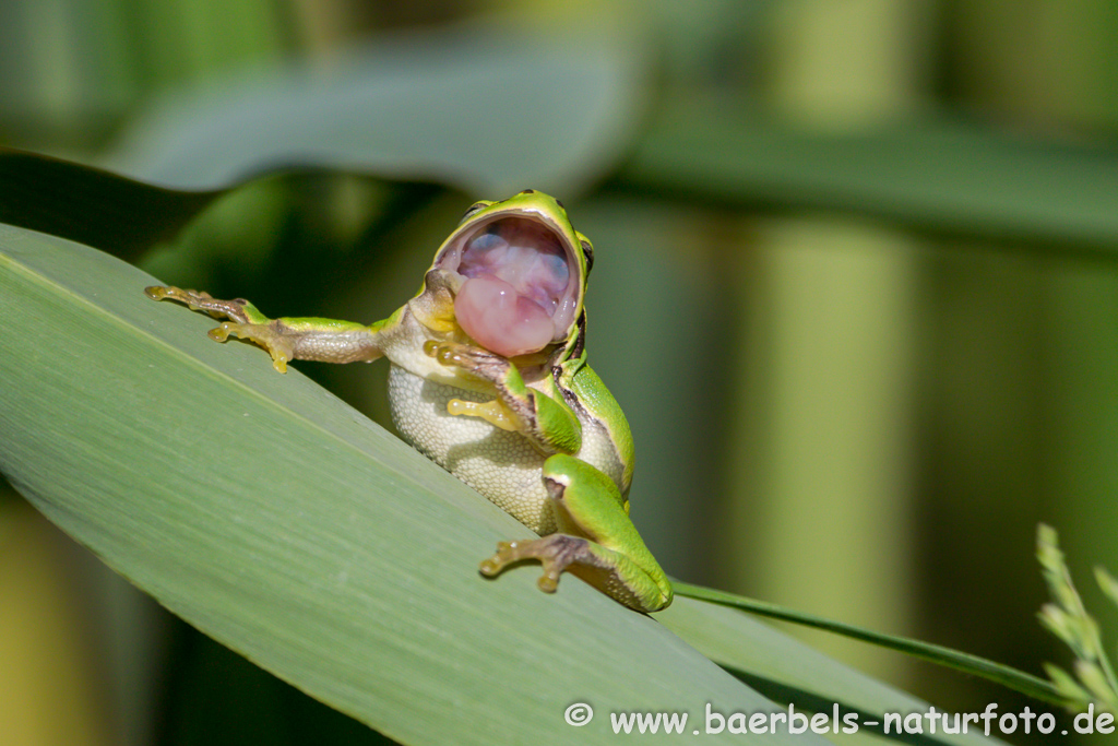 Laubfrosch