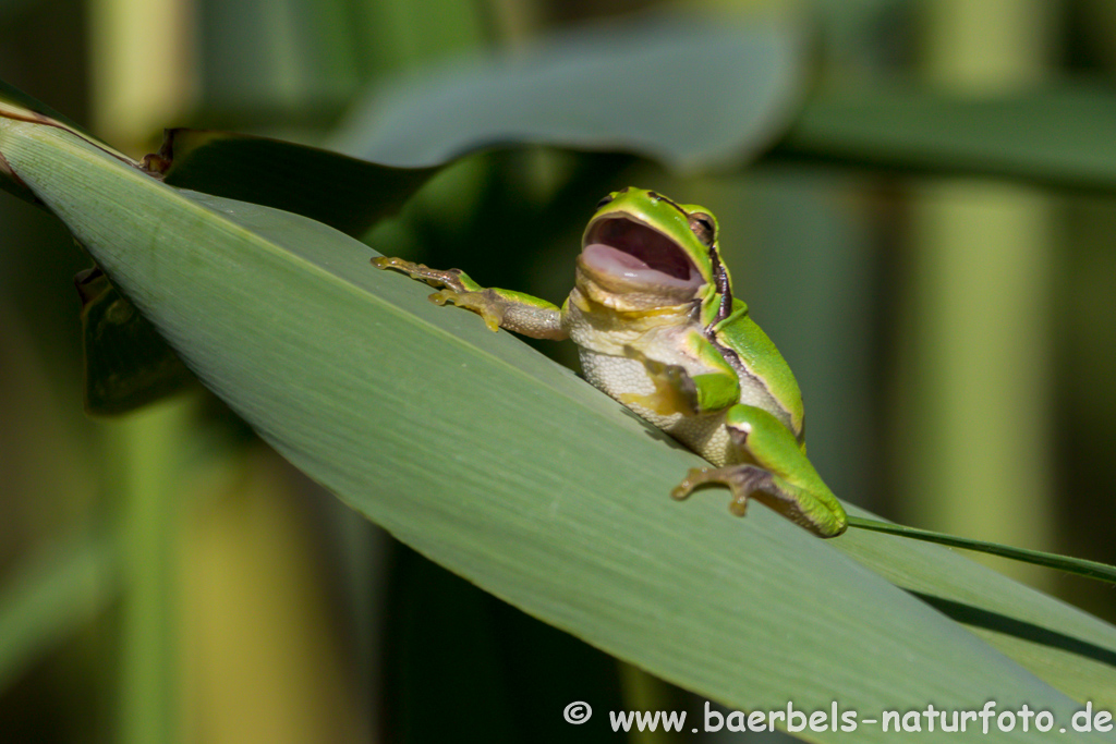 Laubfrosch