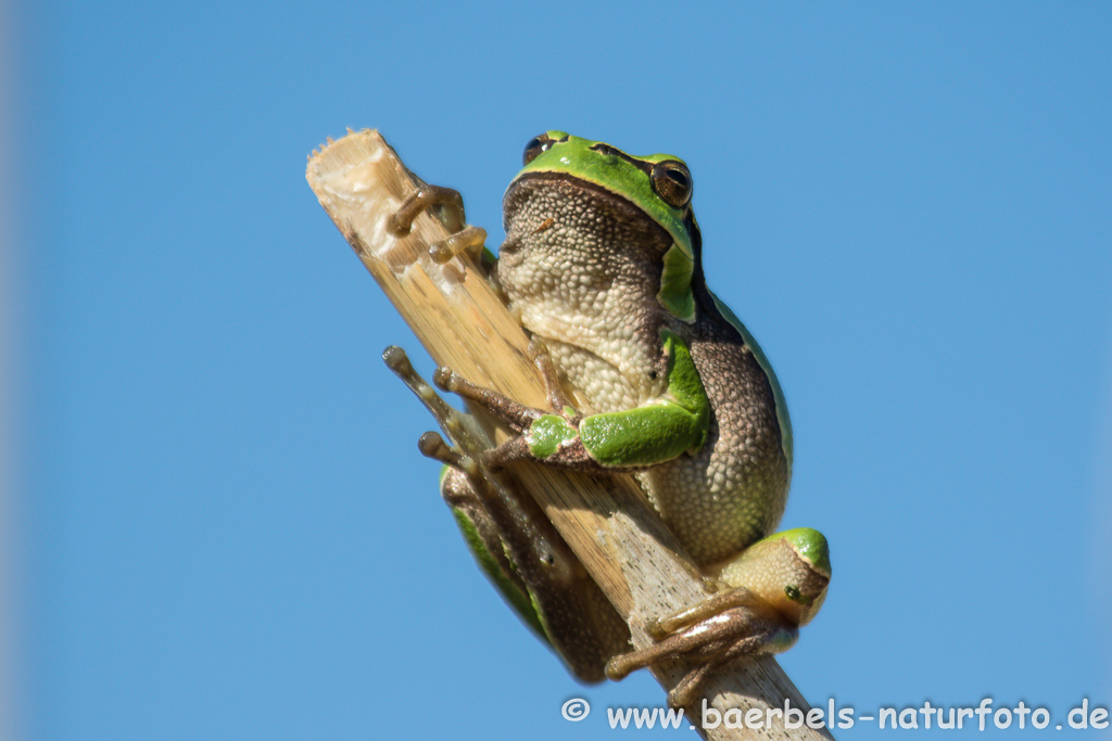 Laubfrosch