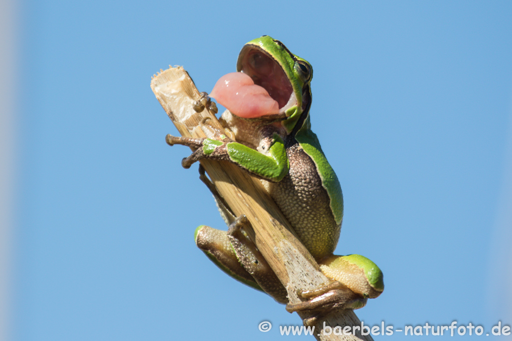 Laubfrosch