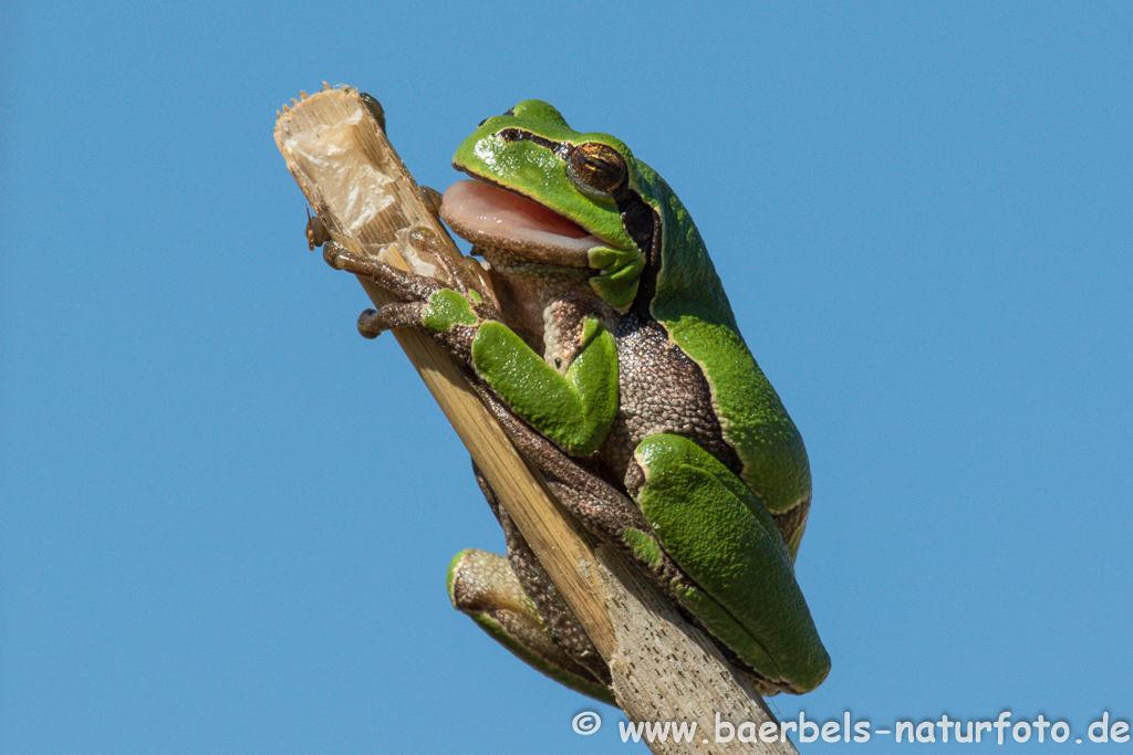 Laubfrosch