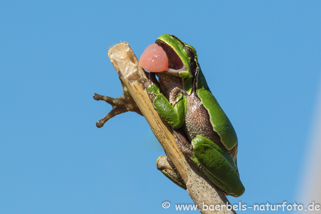 Laubfrosch