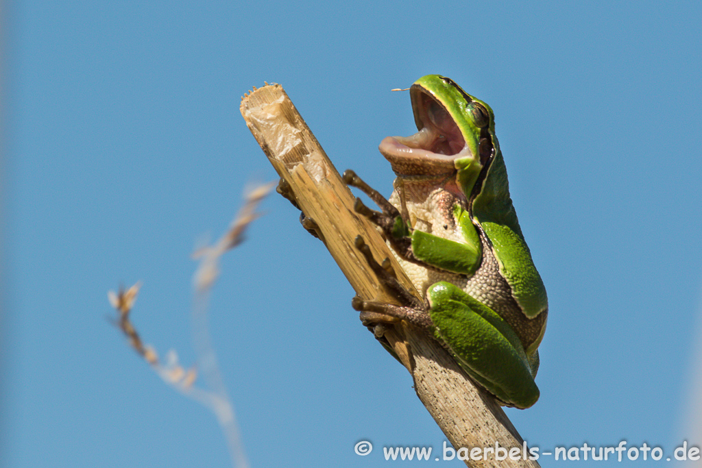 Laubfrosch