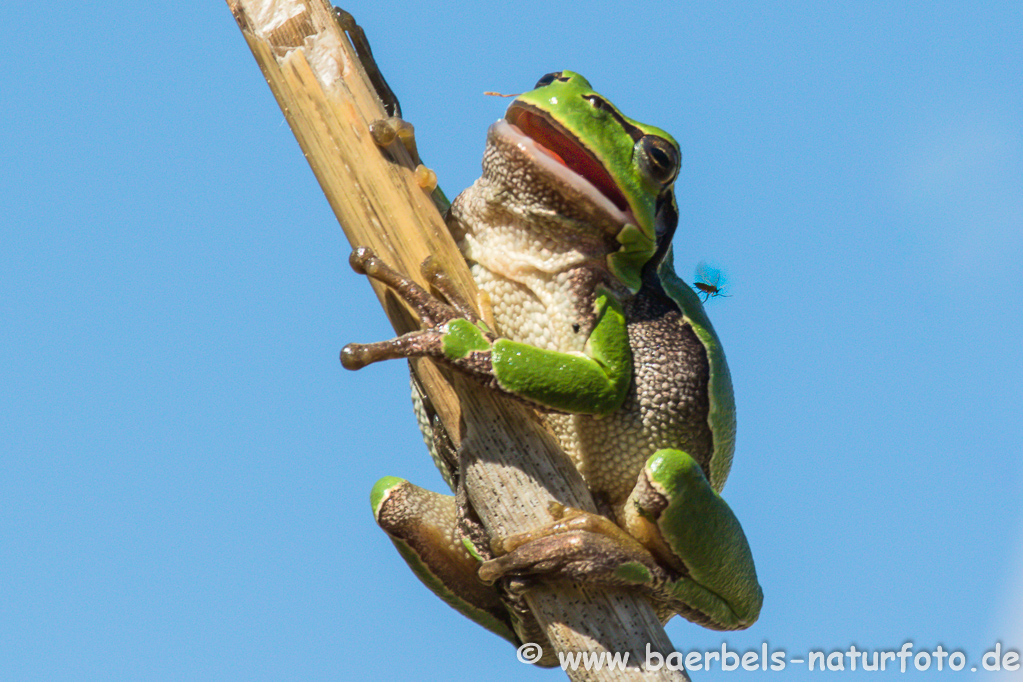 Laubfrosch