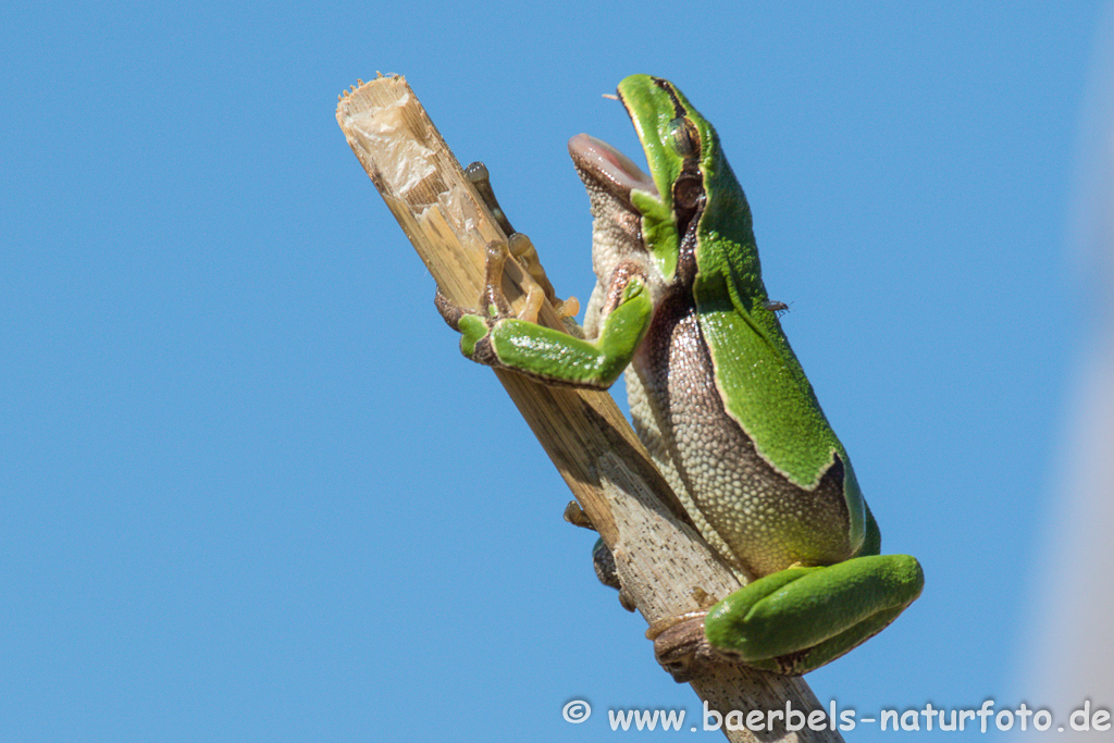 Laubfrosch