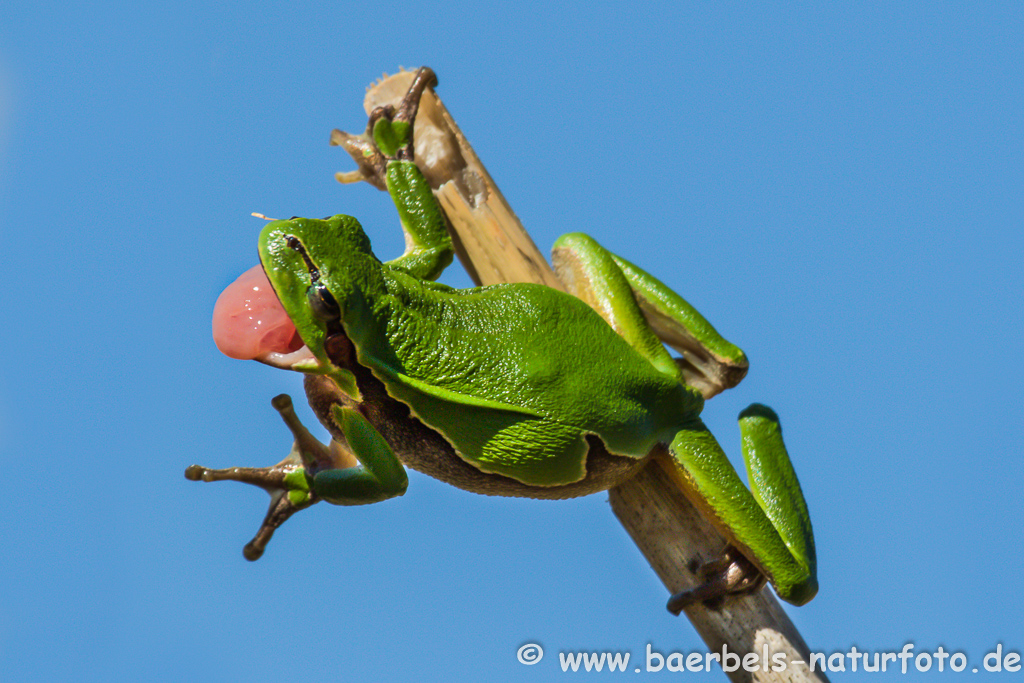 Laubfrosch