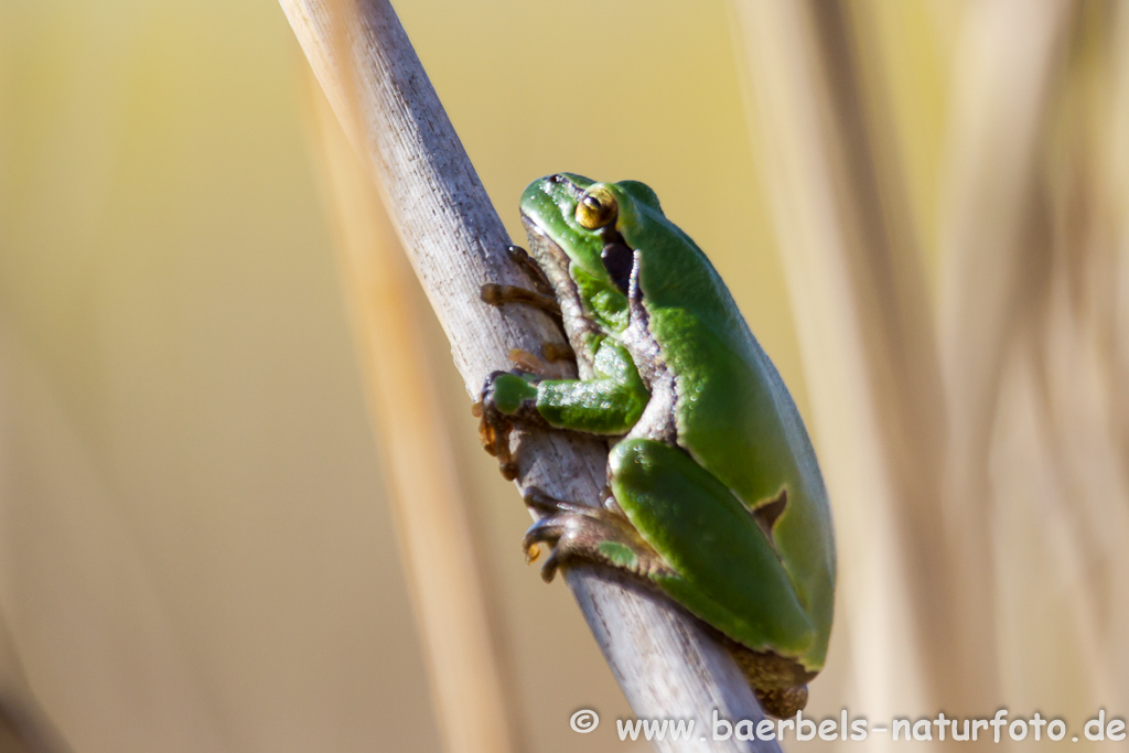 Laubfrosch