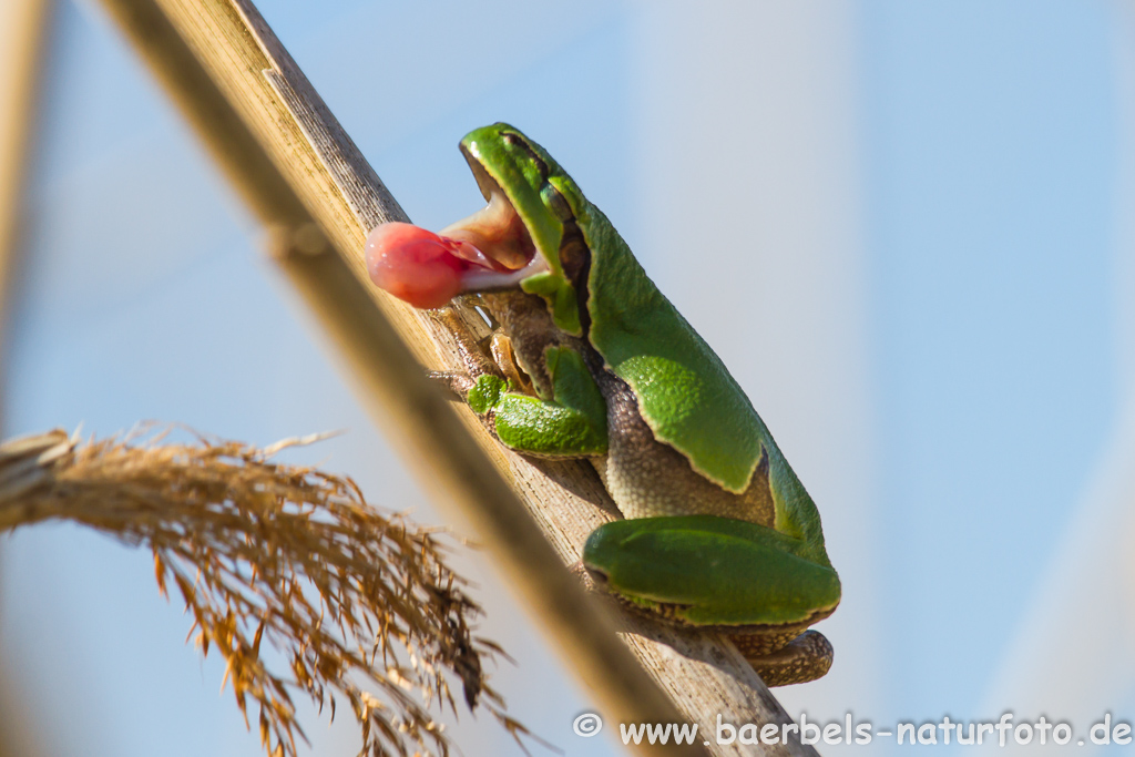 Laubfrosch