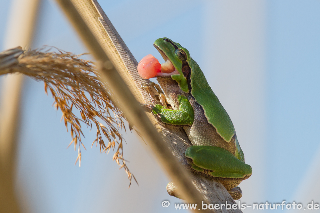 Laubfrosch