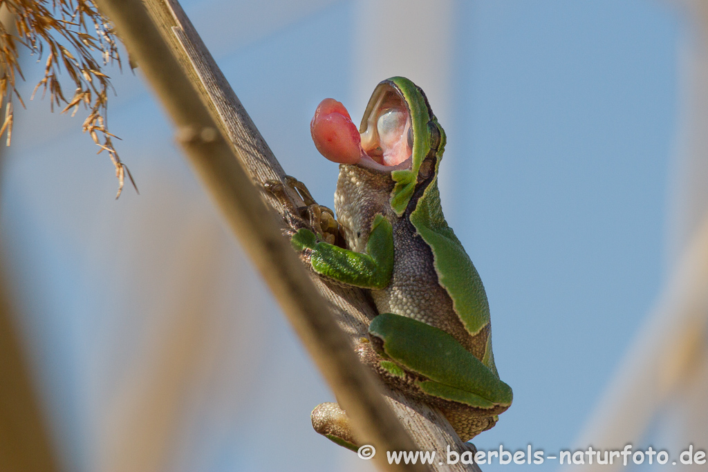 Laubfrosch