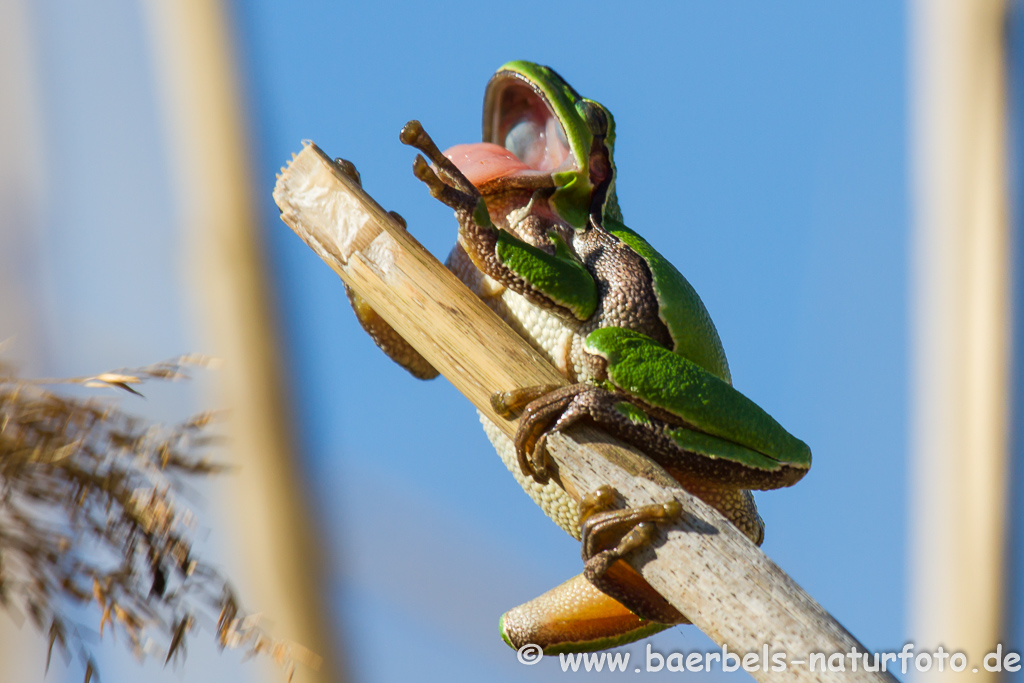 Laubfrosch