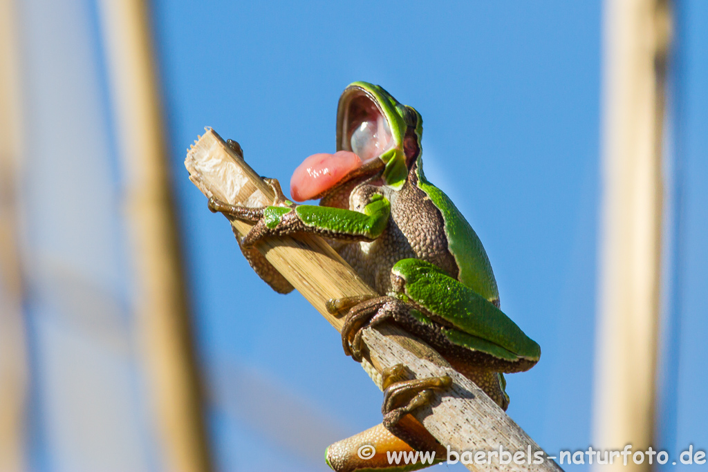 Laubfrosch