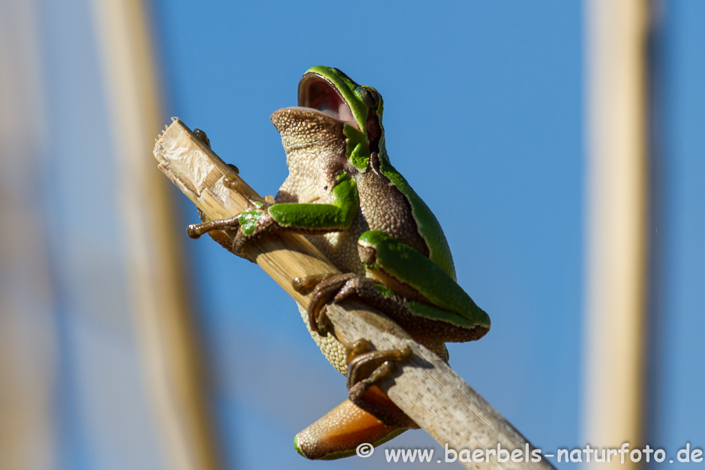 Laubfrosch