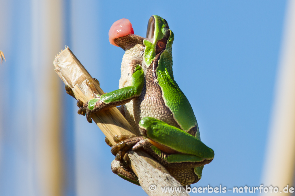 Laubfrosch