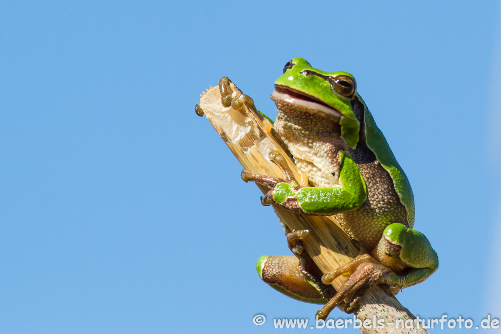 Laubfrosch