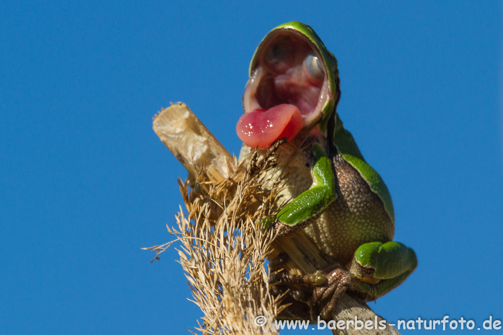 Laubfrosch