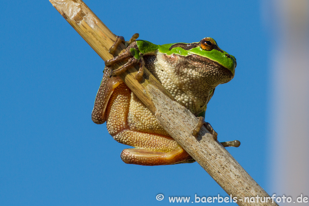 Laubfrosch