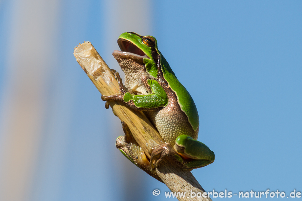 Laubfrosch