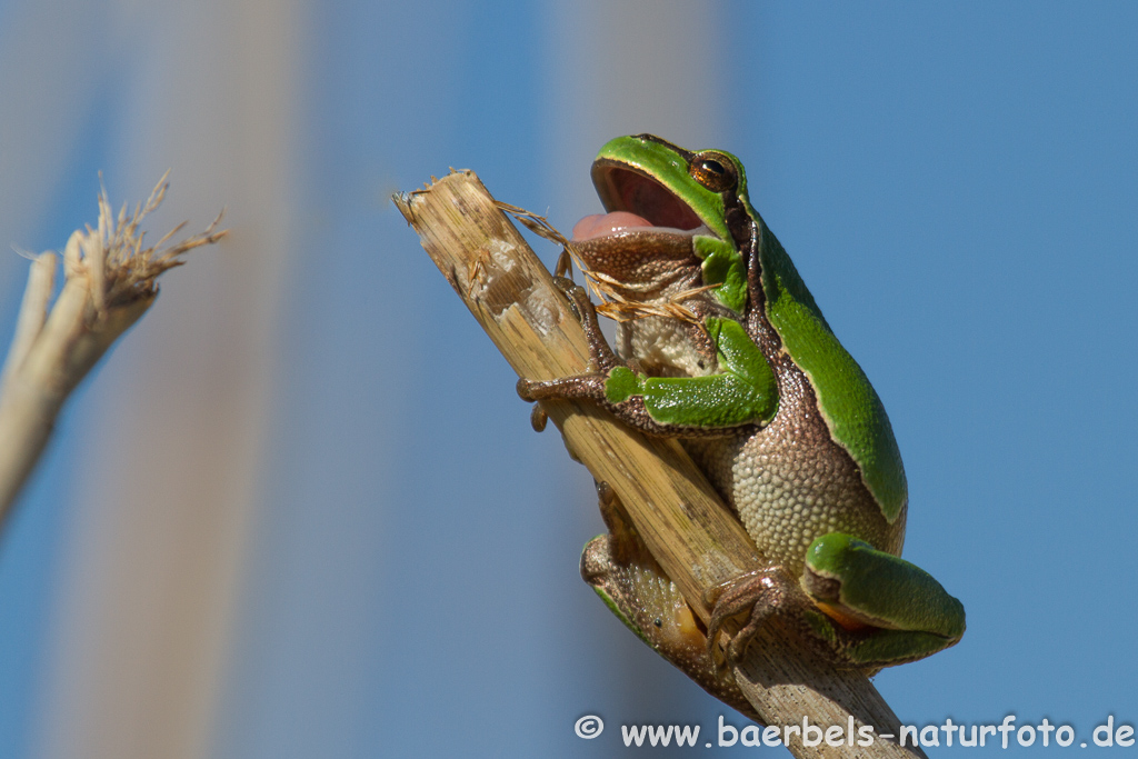 Laubfrosch