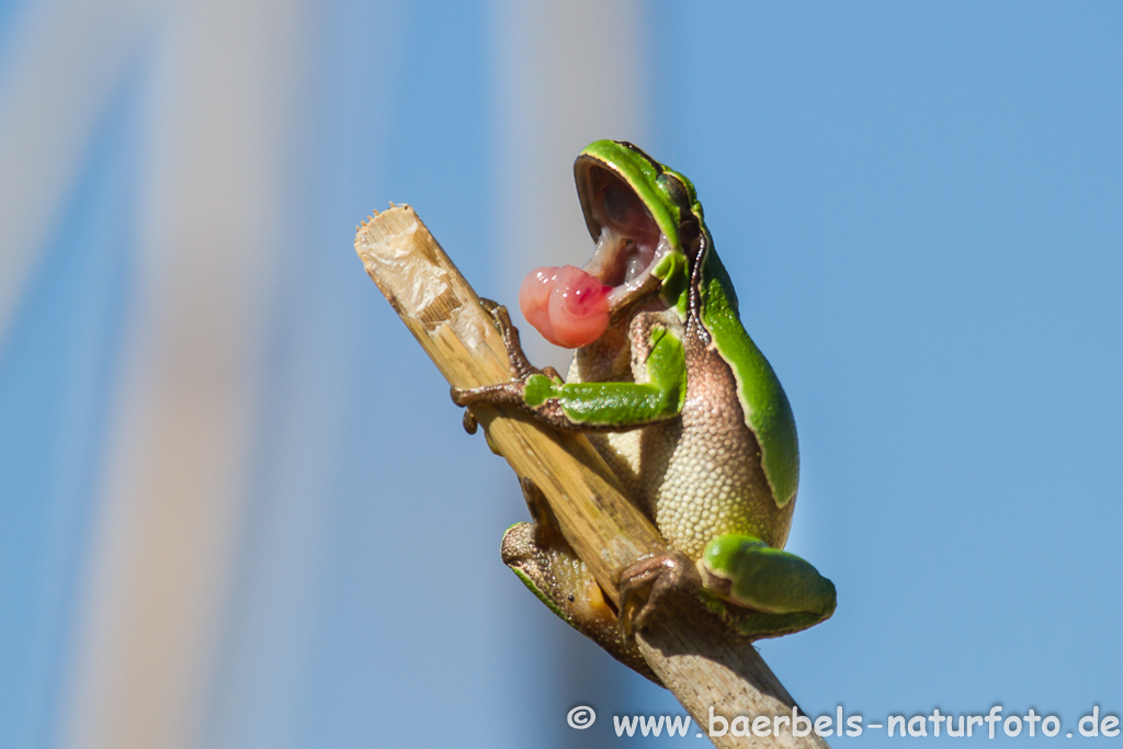 Laubfrosch