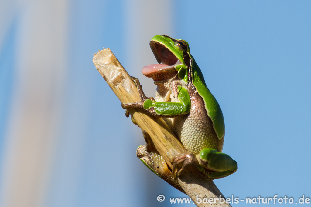 Laubfrosch