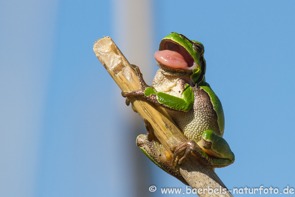 Laubfrosch