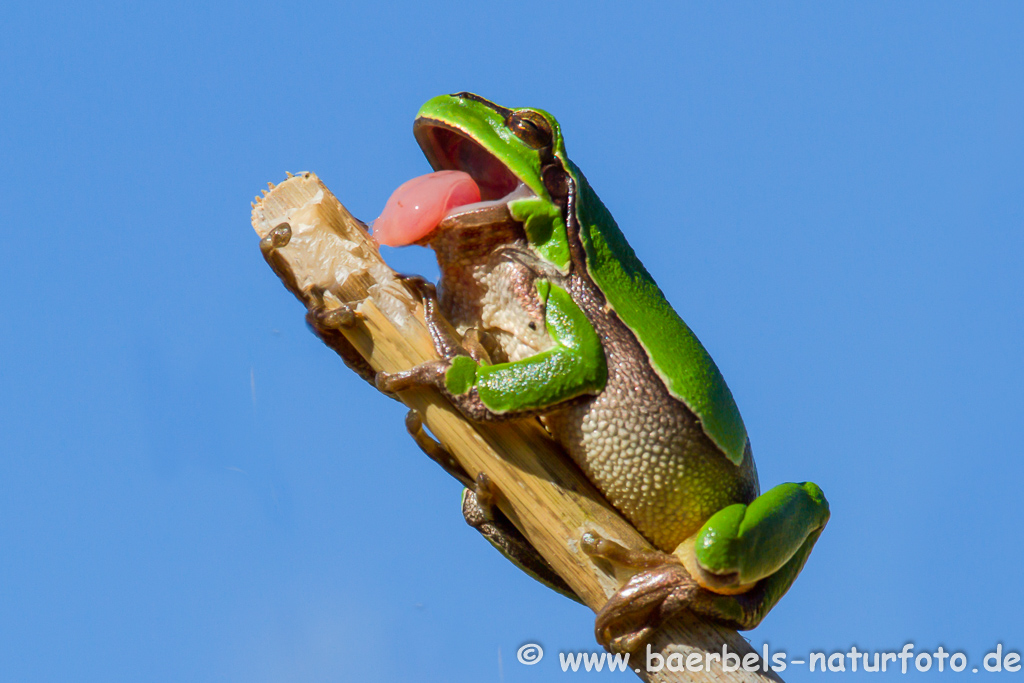 Laubfrosch