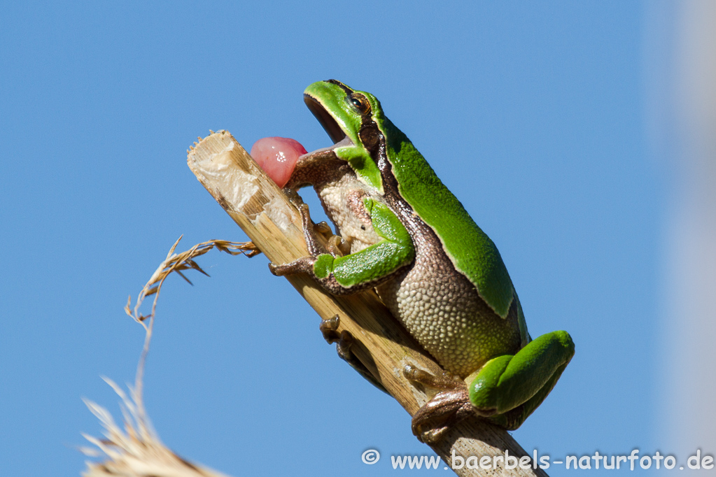 Laubfrosch