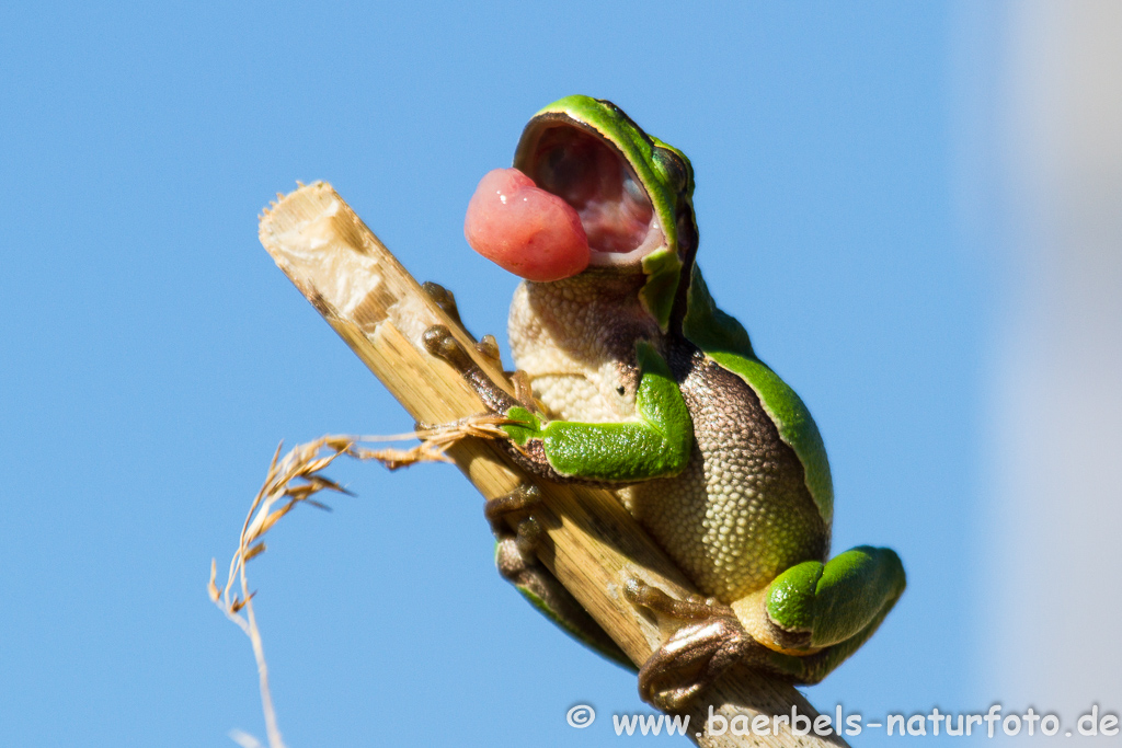 Laubfrosch