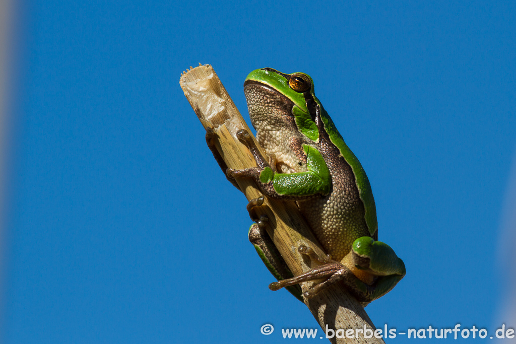 Laubfrosch