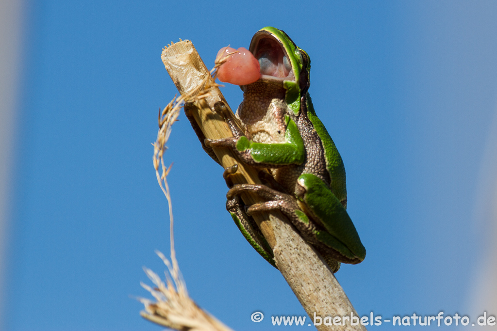 Laubfrosch